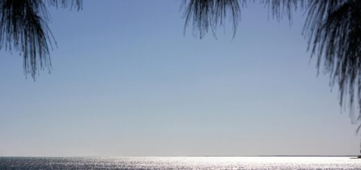 Top 10 Wildlife Experiences in Tolagnaro: From Whales to Dancing Sifakas — Madagascar