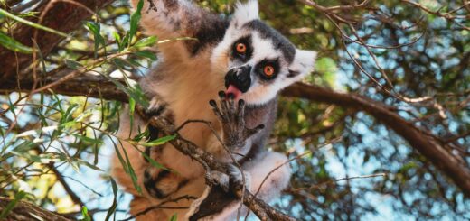 Madagascar - Madagascar vs Costa Rica: Wildlife Diversity and Value Compared 2026