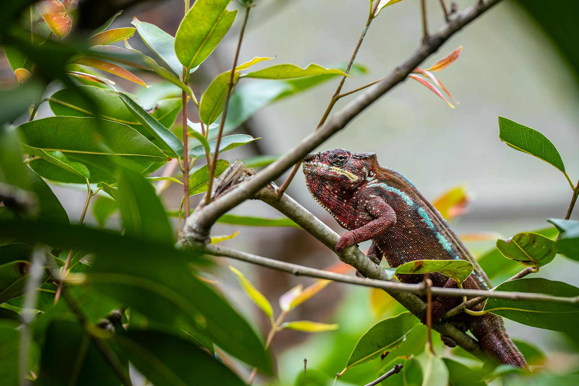 Madagascar vs Kenya for Wildlife: Which Safari Is Worth More? 2026 — Madagascar