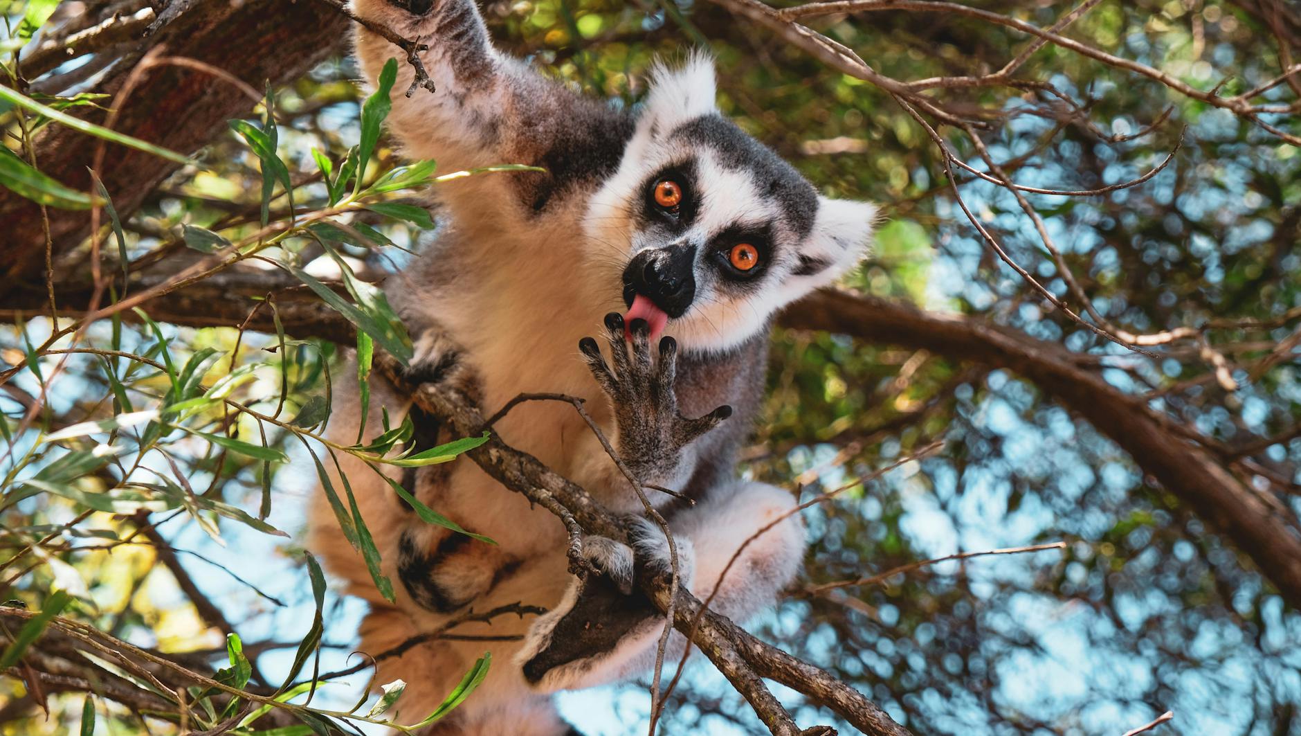 Madagascar vs Kenya: Which Is Better for Wildlife in 2026? — Madagascar
