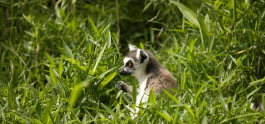Madagascar - Madagascar vs Philippines: Beaches, Wildlife and Budget Compared 2026