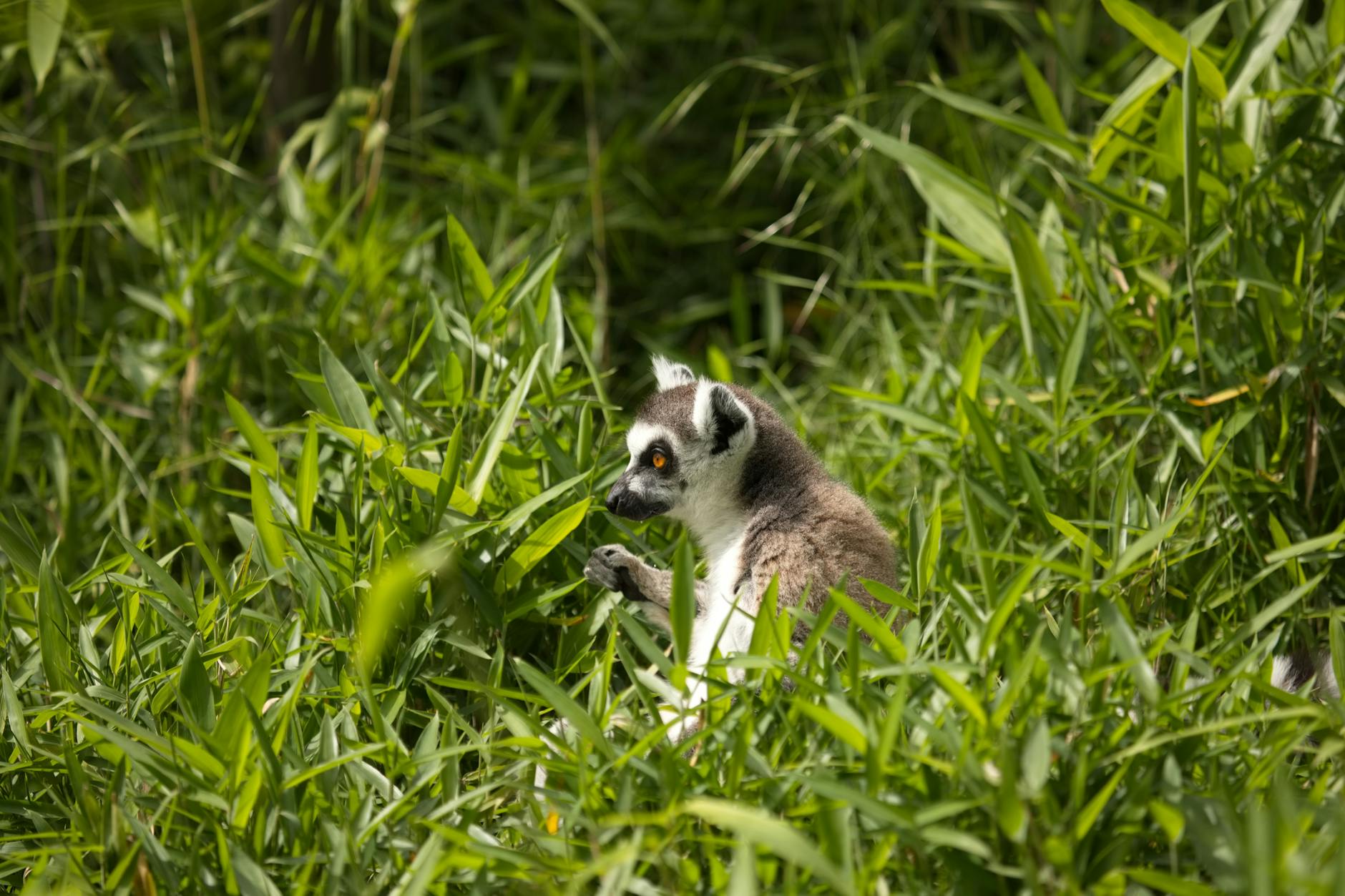 Madagascar vs Philippines: Beaches, Wildlife and Budget Compared 2026 — Madagascar