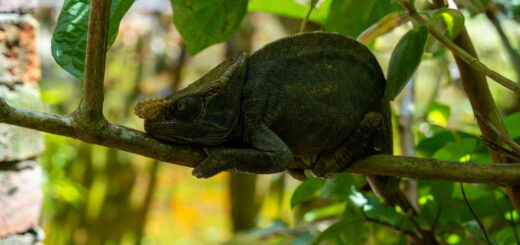 Madagascar - Madagascar vs Tanzania: Safari Value, Wildlife and Cost Compared