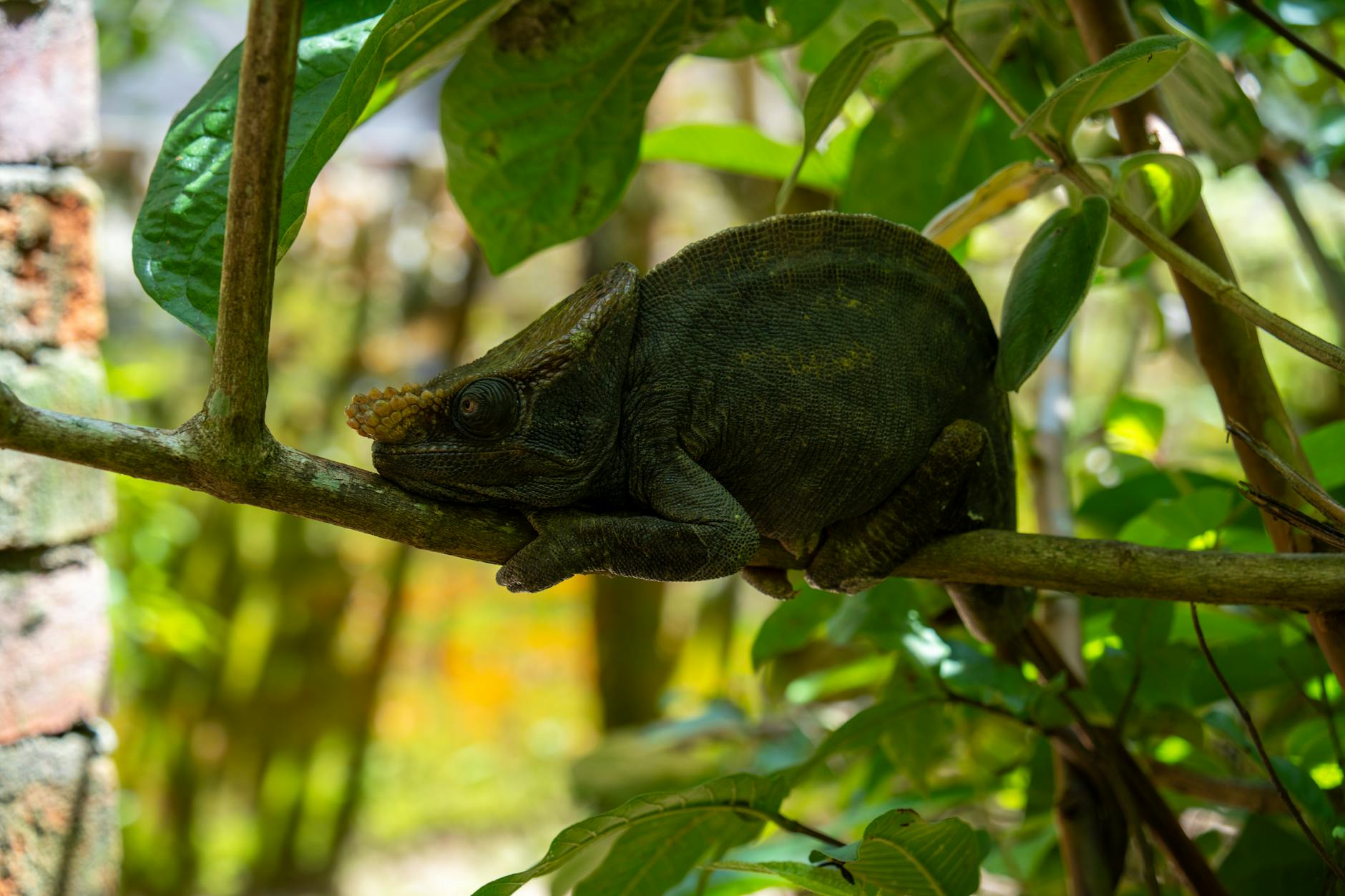Madagascar vs Tanzania: Safari Value, Wildlife and Cost Compared — Madagascar
