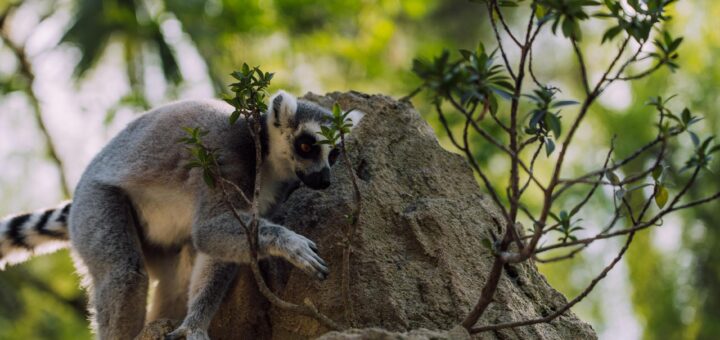Madagascar - Madagascar Wildlife Hotspot Map: Where Each Species Lives by Season
