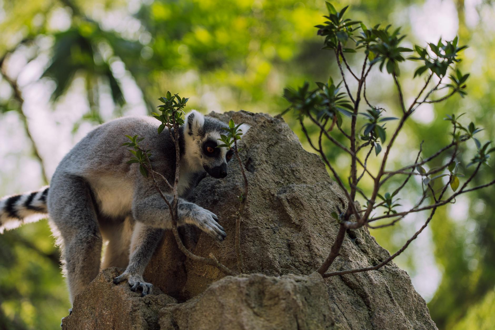 Madagascar Wildlife Hotspot Map: Where Each Species Lives by Season — Madagascar