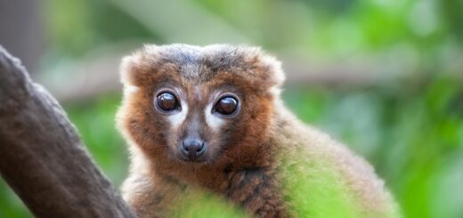 Madagascar - Madagascar Wildlife Reference: Parks, Species and Best Seasons 2026