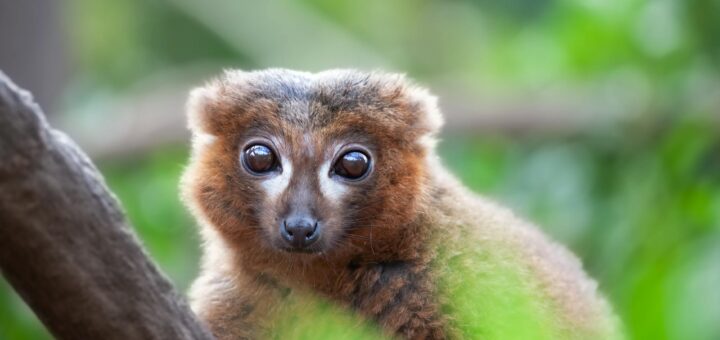 Madagascar - Madagascar Wildlife Reference: Parks, Species and Best Seasons 2026