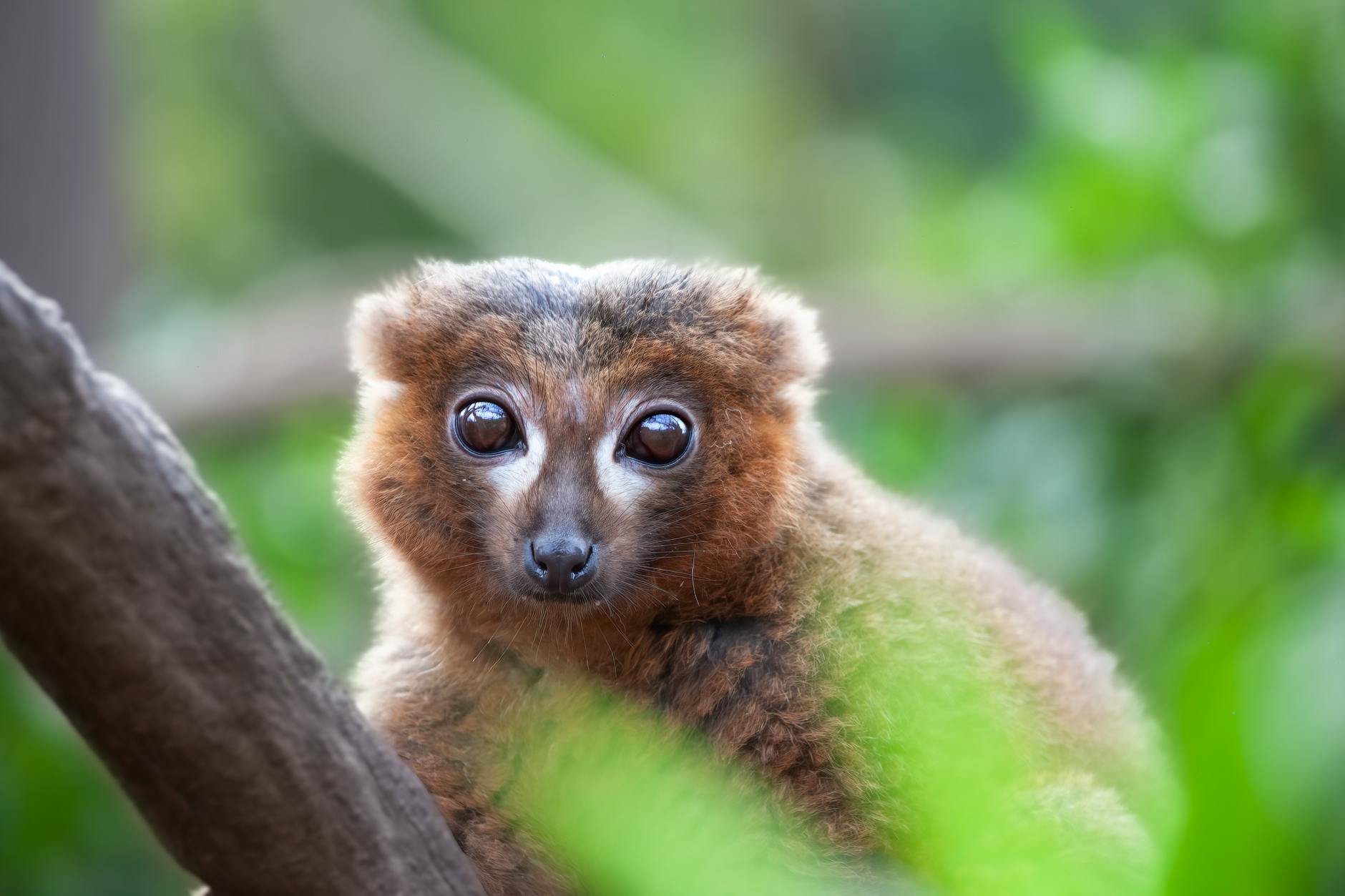Madagascar Wildlife Reference: Parks, Species and Best Seasons 2026 — Madagascar