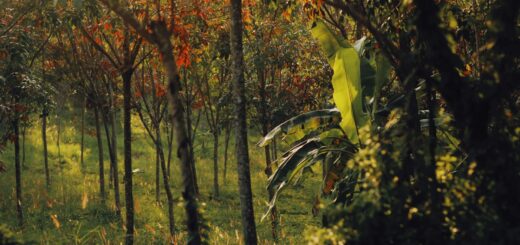 Madagascar - Marojejy Trek: The Most Remote and Rewarding Hike in Madagascar