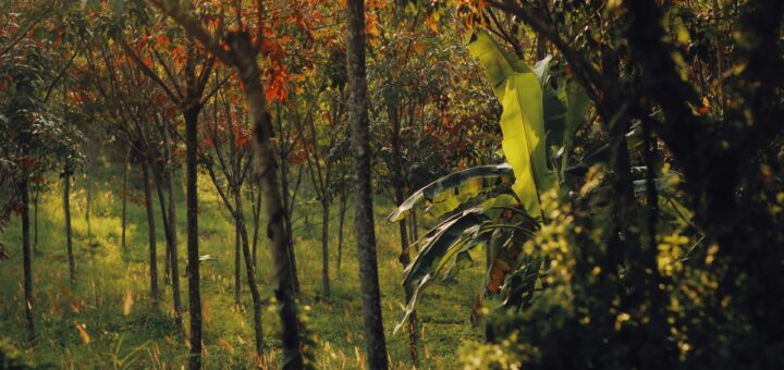 Madagascar - Marojejy Trek: The Most Remote and Rewarding Hike in Madagascar