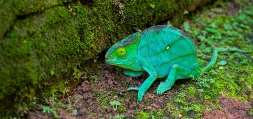 Madagascar - National Park Lodges Madagascar Guide