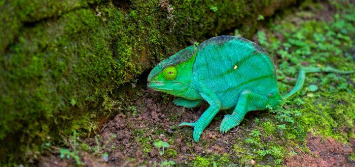 Madagascar - National Park Lodges Madagascar Guide