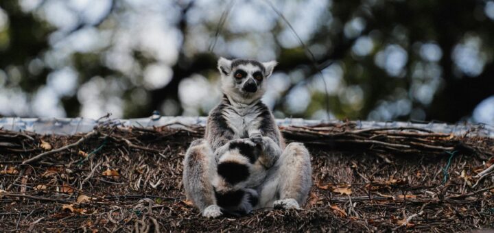 Madagascar - Night Safari Guide Madagascar: Mouse Lemurs, Frogs and Chameleons 2026