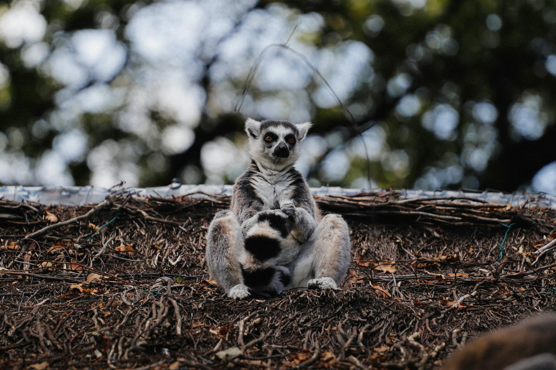 Night Safari Guide Madagascar: Mouse Lemurs, Frogs and Chameleons 2026 — Madagascar