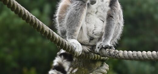 Top 10 Wildlife Experiences in Tolagnaro: From Whales to Dancing Sifakas