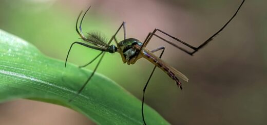Close-up of a mosquito on a green leaf — malaria prevention in Madagascar
