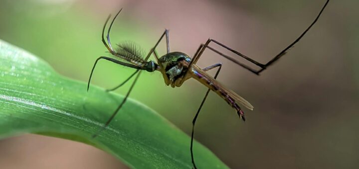 Close-up of a mosquito on a green leaf — malaria prevention in Madagascar