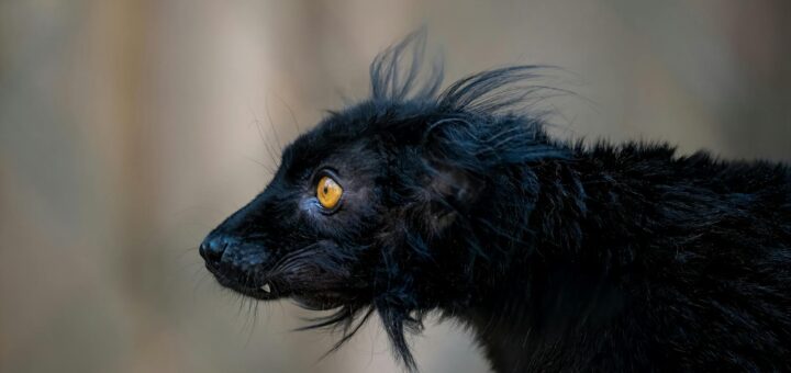 Side profile of a black lemur showcasing striking yellow eyes and textured fur in close-up.