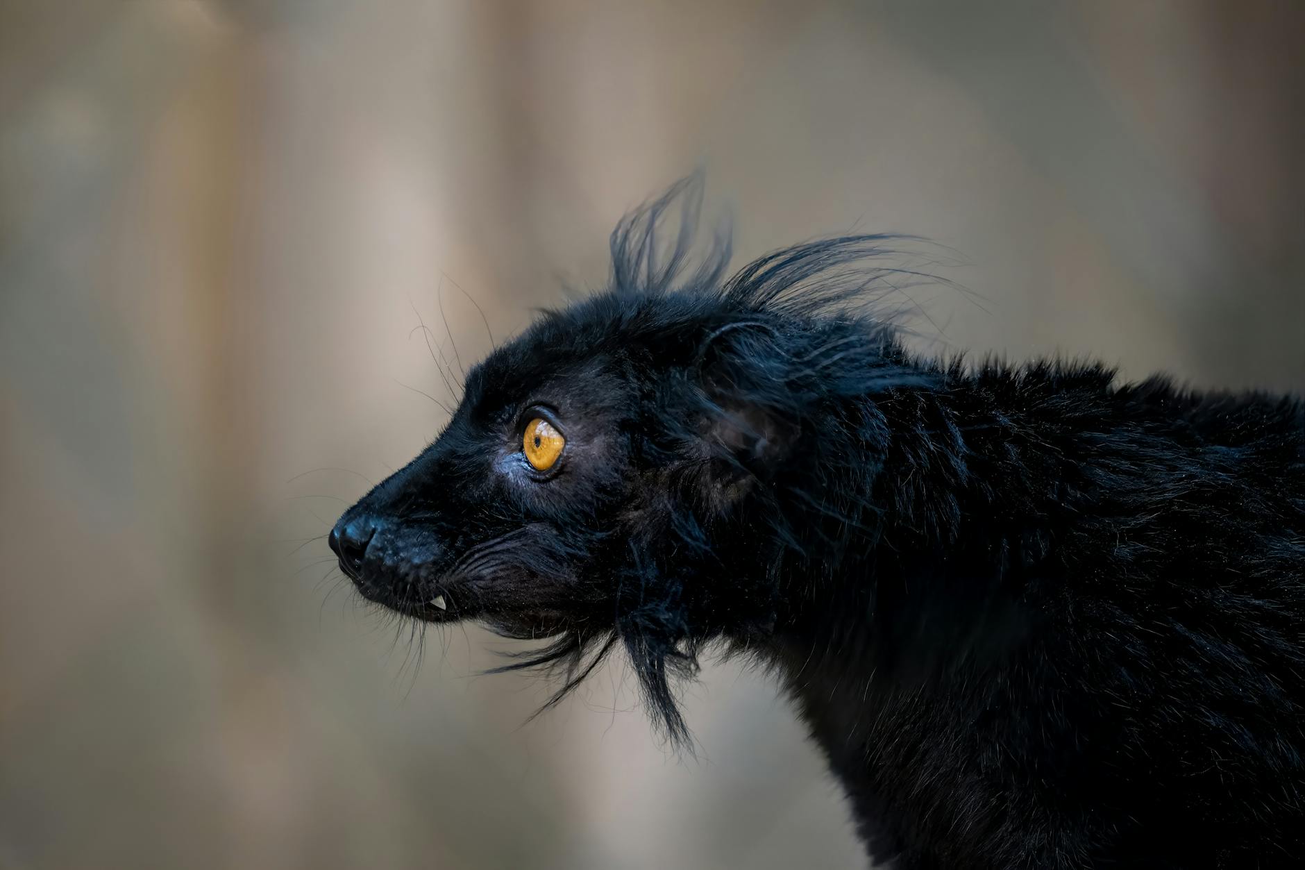 Lokobe Reserve Half-Day Tour from Nosy Be: Wildlife and Booking — Madagascar