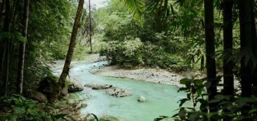 Tropical river flowing through lush green jungle — water safety in Madagascar