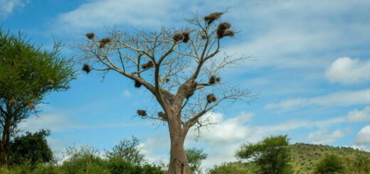 Madagascar - Planning a Nature Trip to Madagascar: Complete Start-to-Finish Checklist