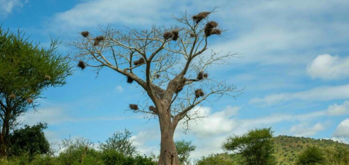 Madagascar - Planning a Nature Trip to Madagascar: Complete Start-to-Finish Checklist