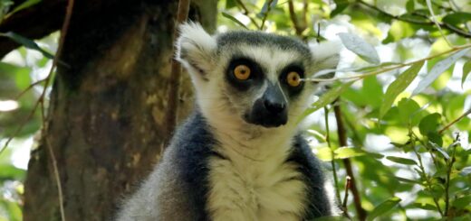 Madagascar - Private vs Group Wildlife Tours in Madagascar: What's Worth More?