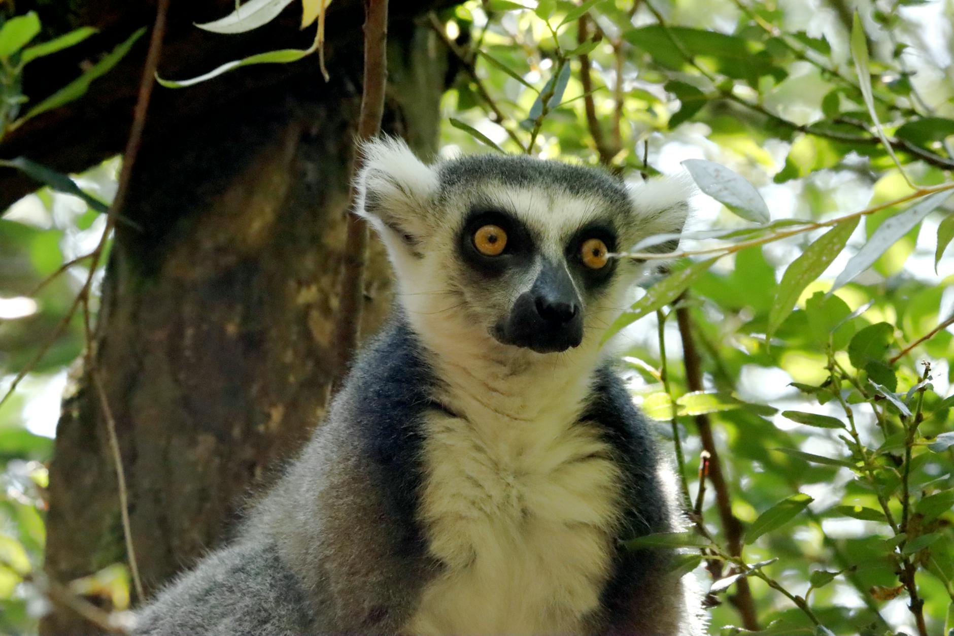 Private vs Group Wildlife Tours in Madagascar: What's Worth More? — Madagascar