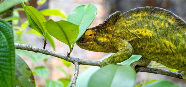 Madagascar - Ranomafana National Park: Wildlife, Trails and Best Time to Visit