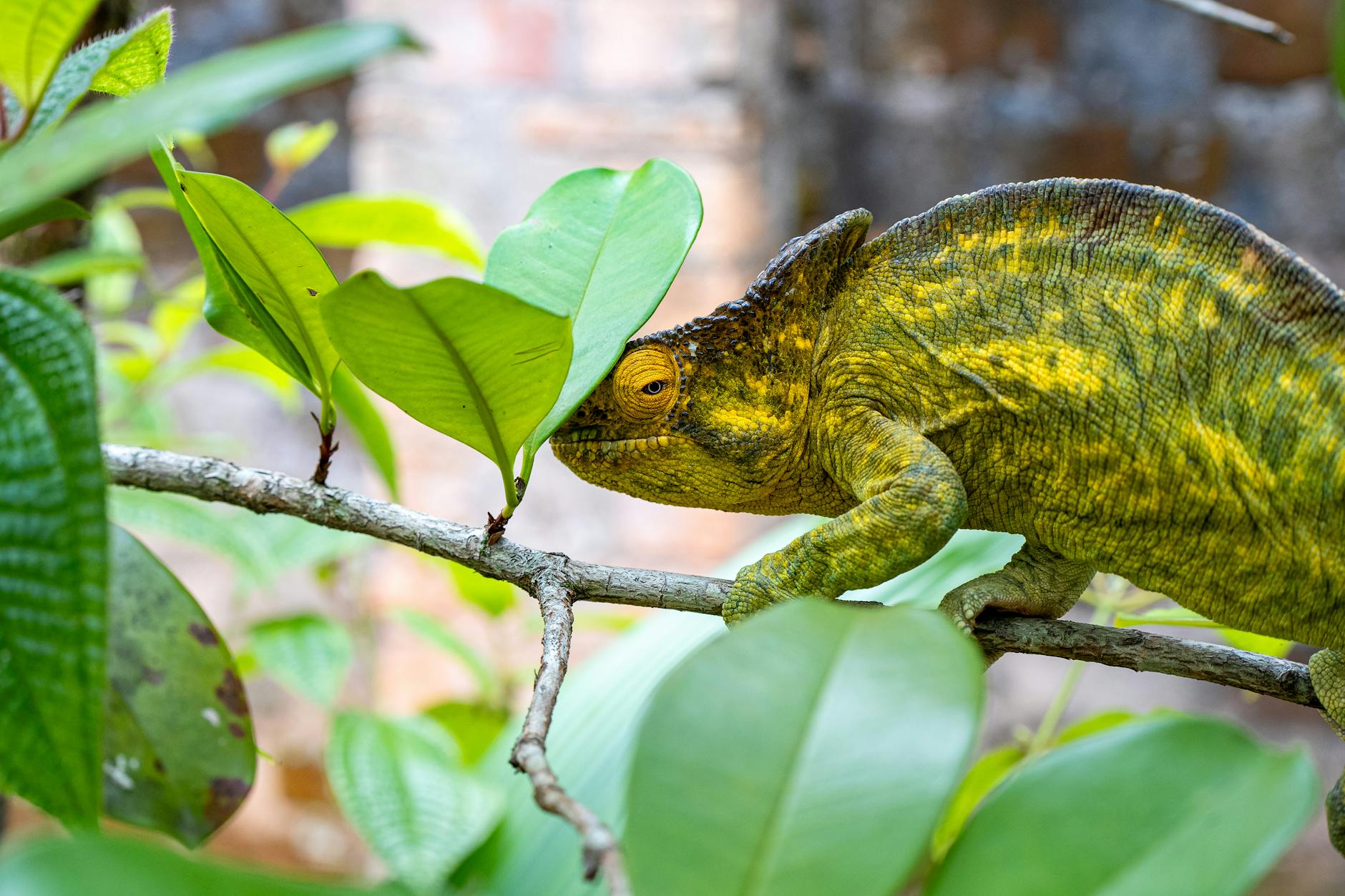 Ranomafana National Park: Wildlife, Trails and Best Time to Visit — Madagascar
