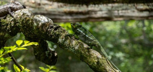 Madagascar - Safest Cities for Solo Travelers in Madagascar: Ranked 2026