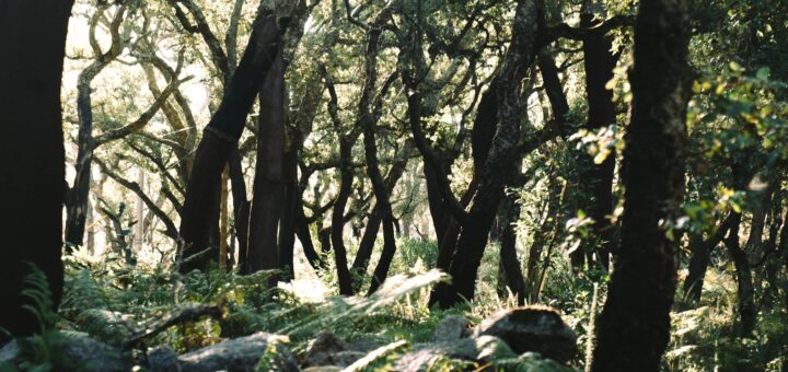 Madagascar - Safety in Madagascar's National Parks: What Rangers Don't Tell You