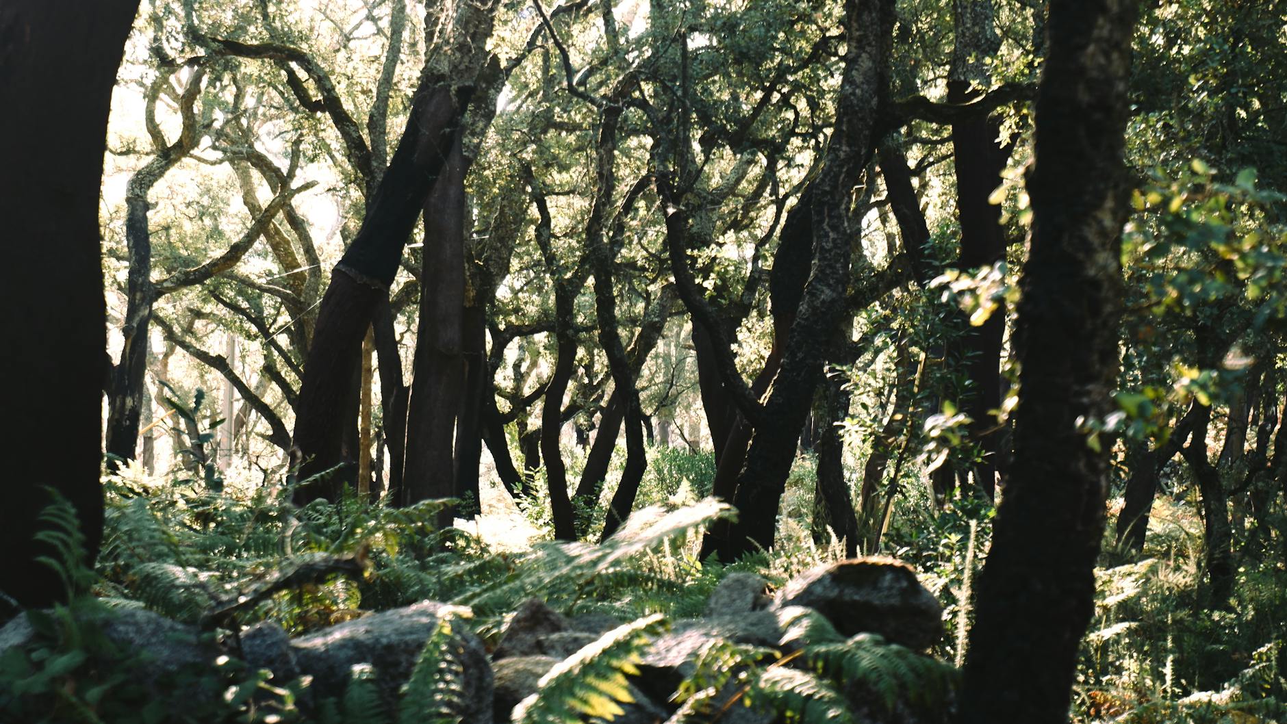 Safety in Madagascar's National Parks: What Rangers Don't Tell You — Madagascar