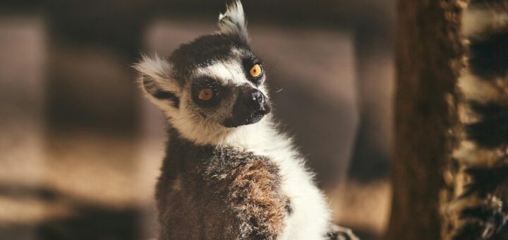 Madagascar - Surfing in Madagascar: Best Breaks, Seasons and Board Rental Guide