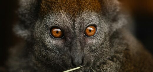 Madagascar - The Fossa: Madagascar's Top Predator — Where to See It 2026