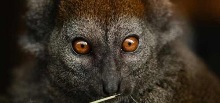 Madagascar - The Fossa: Madagascar's Top Predator — Where to See It 2026