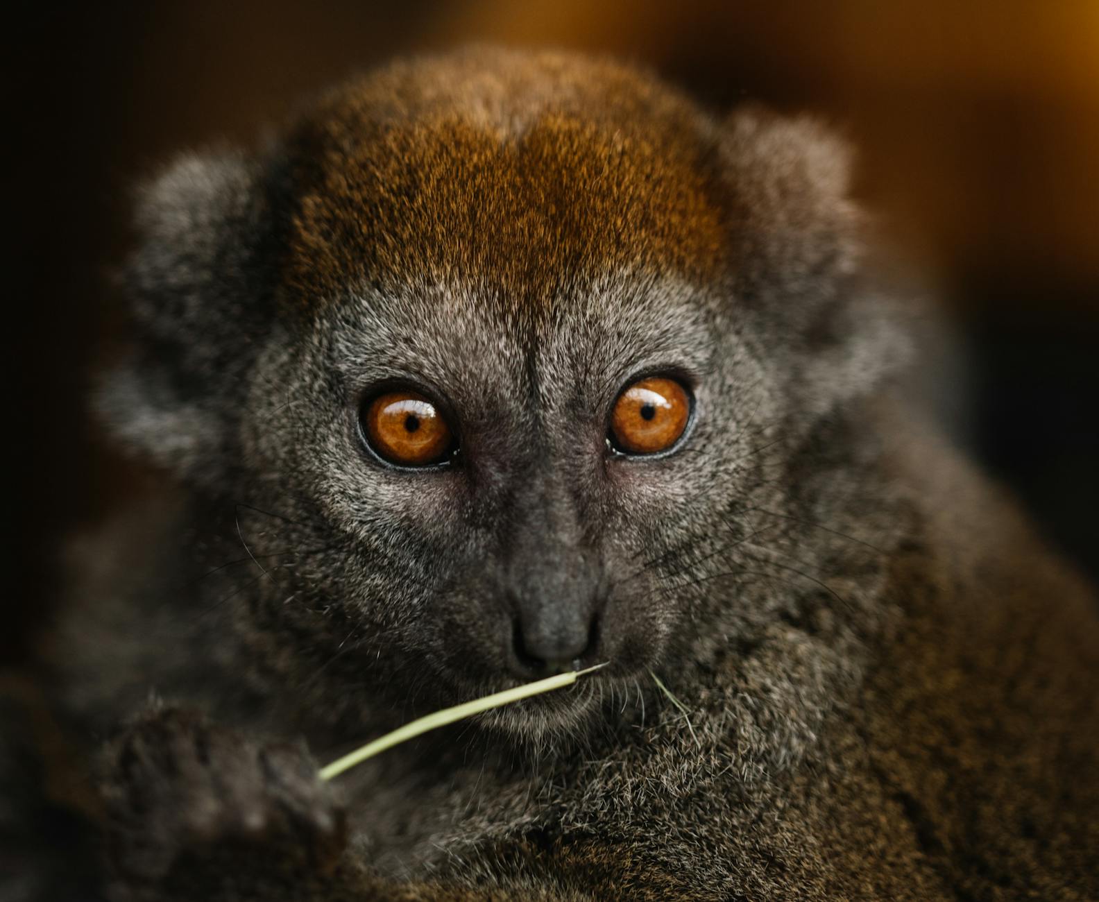 The Fossa: Madagascar's Top Predator — Where to See It 2026 — Madagascar