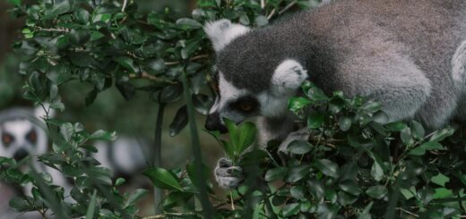 Madagascar - Trekking Safety in Madagascar: Heat, Wildlife and Trail Hazards 2026