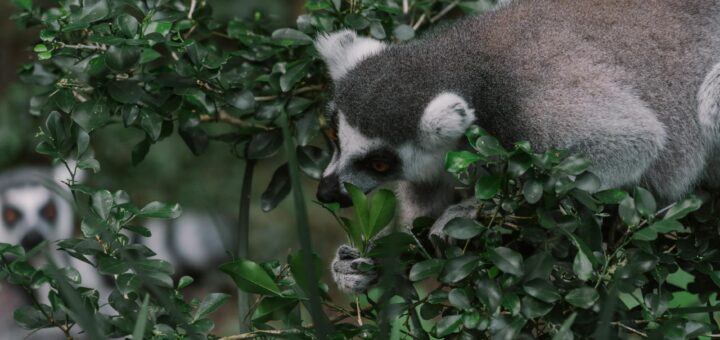 Madagascar - Trekking Safety in Madagascar: Heat, Wildlife and Trail Hazards 2026