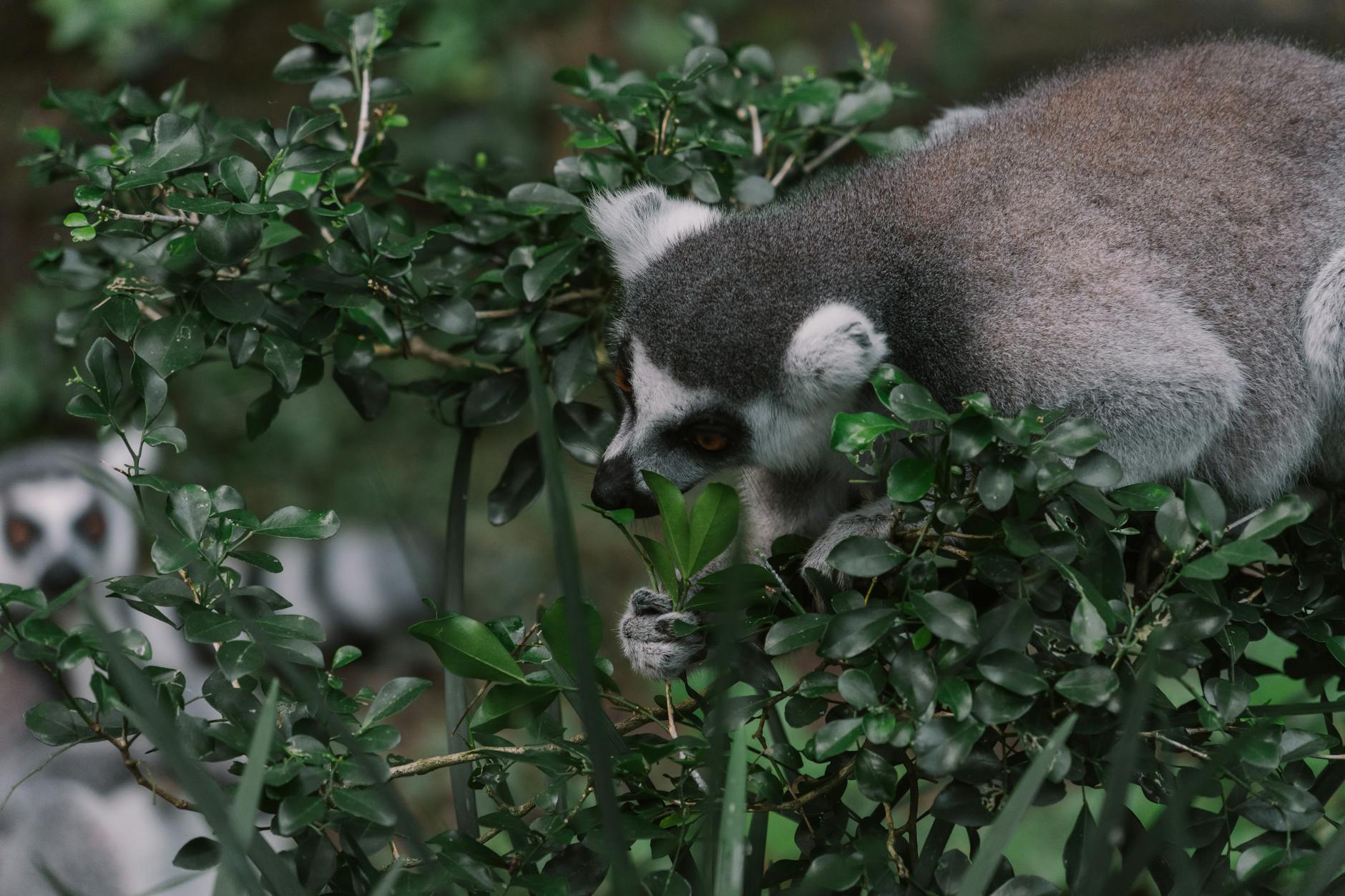 Trekking Safety in Madagascar: Heat, Wildlife and Trail Hazards 2026 — Madagascar