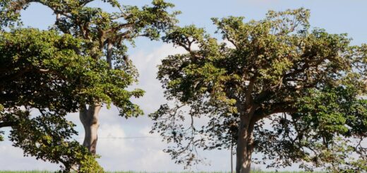 Madagascar - Trip Planning Tools for Madagascar: Apps That Work Offline 2026