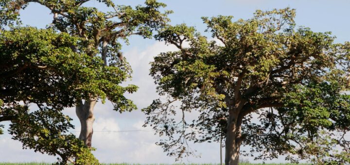 Madagascar - Trip Planning Tools for Madagascar: Apps That Work Offline 2026