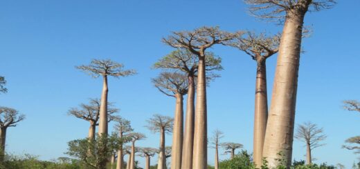 Madagascar - Vaccinations for Madagascar: Full Recommended Schedule 2026