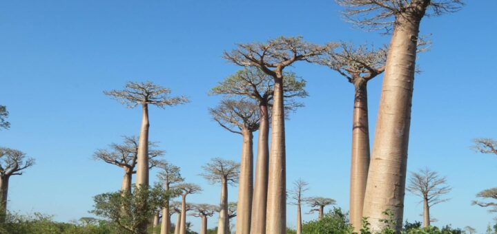 Madagascar - Vaccinations for Madagascar: Full Recommended Schedule 2026
