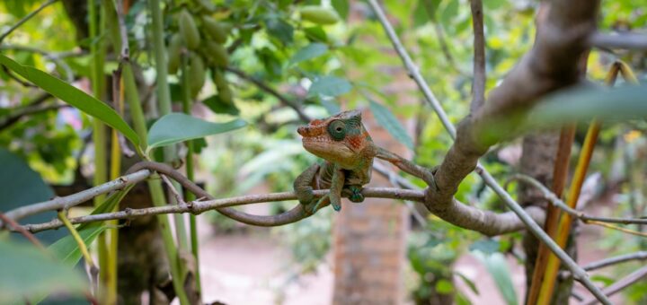 Madagascar - What to Pack for a Wildlife Trip in Madagascar: Gear Checklist 2026