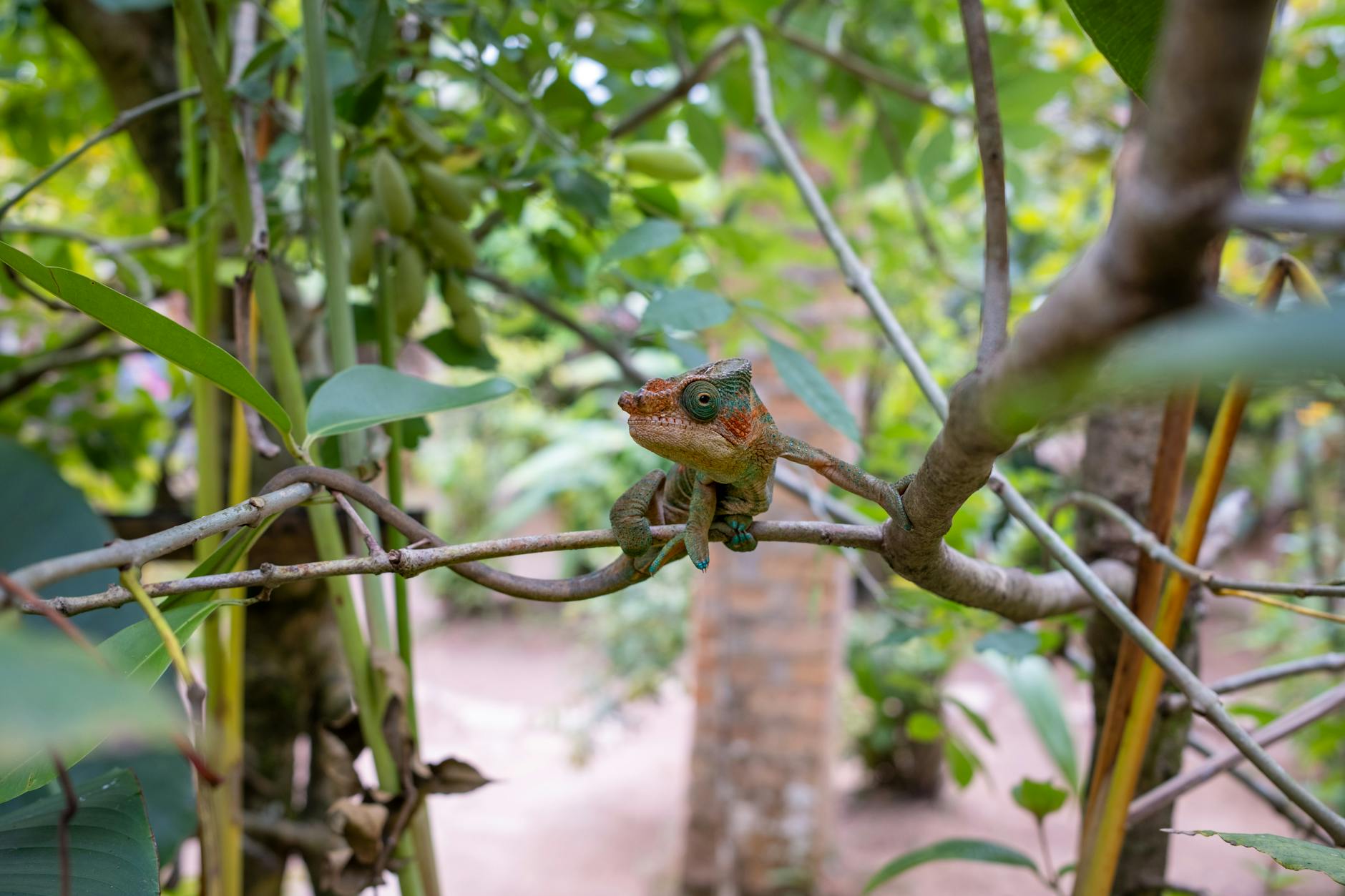 What to Pack for a Wildlife Trip in Madagascar: Gear Checklist 2026 — Madagascar