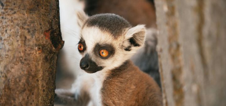 Madagascar - Wildlife Etiquette in Madagascar: Rules That Protect Animals and Travelers