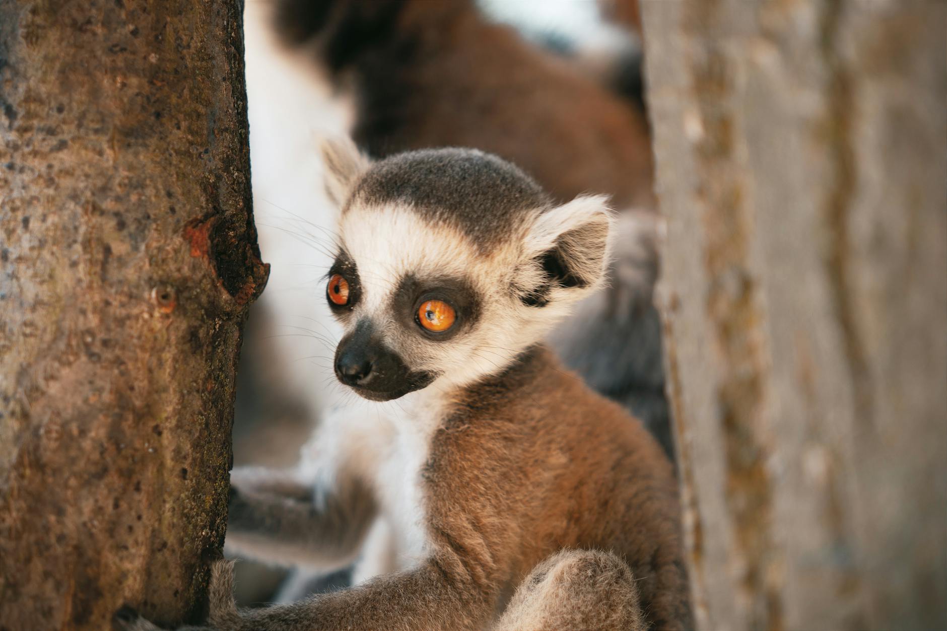 Wildlife Etiquette in Madagascar: Rules That Protect Animals and Travelers — Madagascar