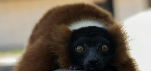 Madagascar - Wildlife-Only Madagascar Itinerary: 7 Parks in 14 Days 2026